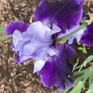 Meet your Posher, Jo ann